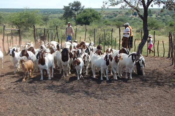 Goats in their kraal at the Voormansput San settlement