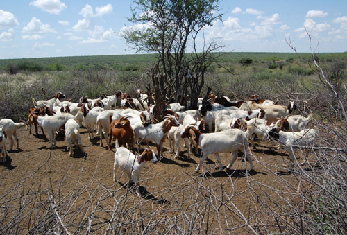 Goats donated to San bushmen